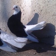Аватар
