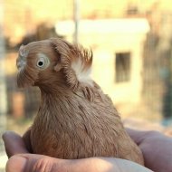 Аватар