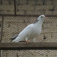 Аватар