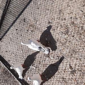 Пазарджишки бенкалии