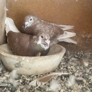 Стандартни пощенски гълъби