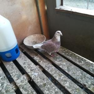 Стандартни пощенски гълъби