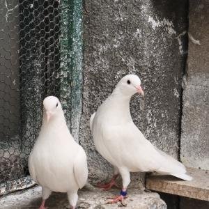 Бели гълъби за сватби и др. тържества