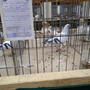 Италианска мевка