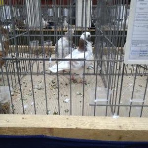 Италианска мевка