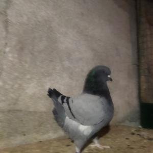 Снимка
