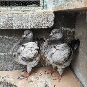 Кокошоподобни гълъби порода Американски Кинг