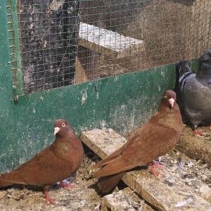 На въртене и глас различни цветове 