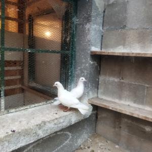 Снимка