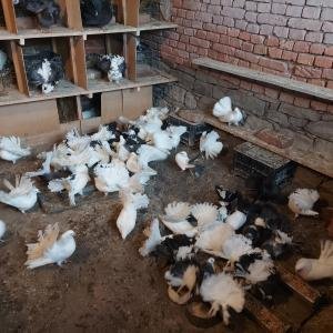 Продавам финерлии