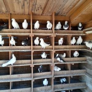 Продавам елитни пазарджишки гълъби 