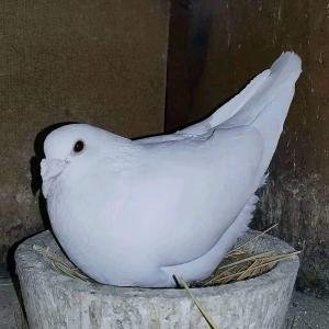 Снимка