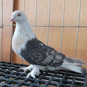 Снимка