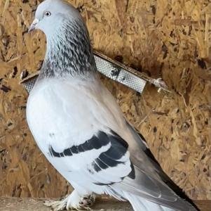 Снимка