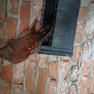 Варненски гълъби