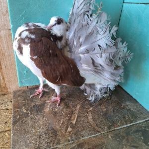 Снимка