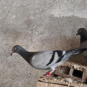 Спортни пощенски млади неизлизали навън