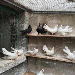 Бургаски местни преметачи различни цветове