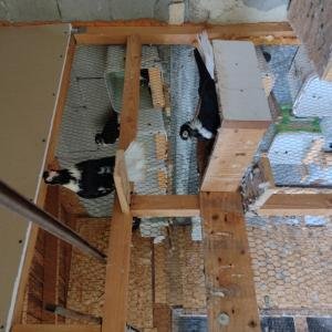 Продавам шуменски гълъби