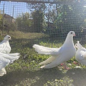 Старозагорски бели 