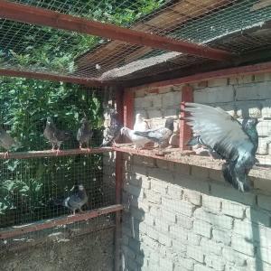 Продавам пазарджишки гълъби
