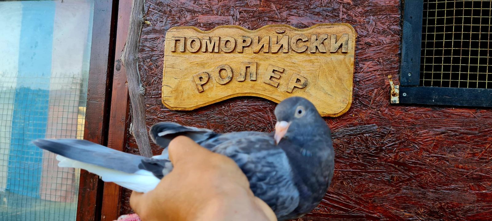 Снимка на гълъб