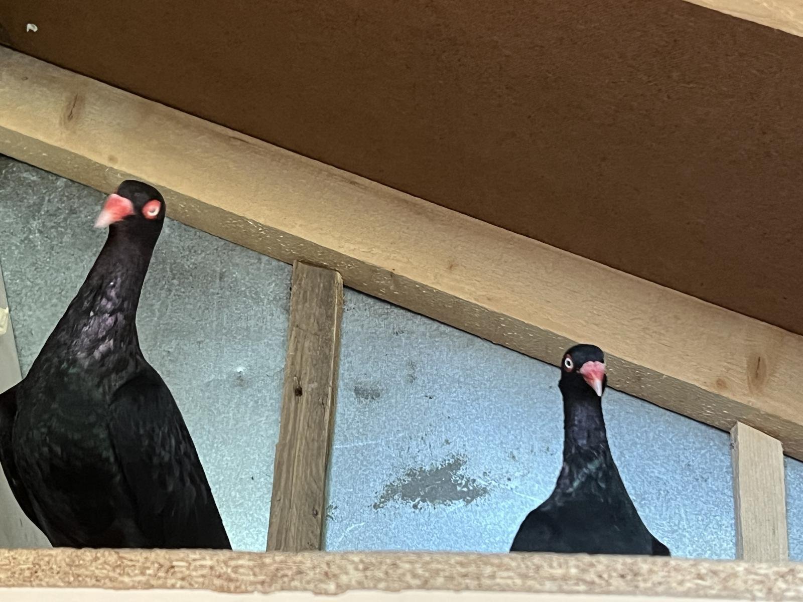 Снимка на гълъб