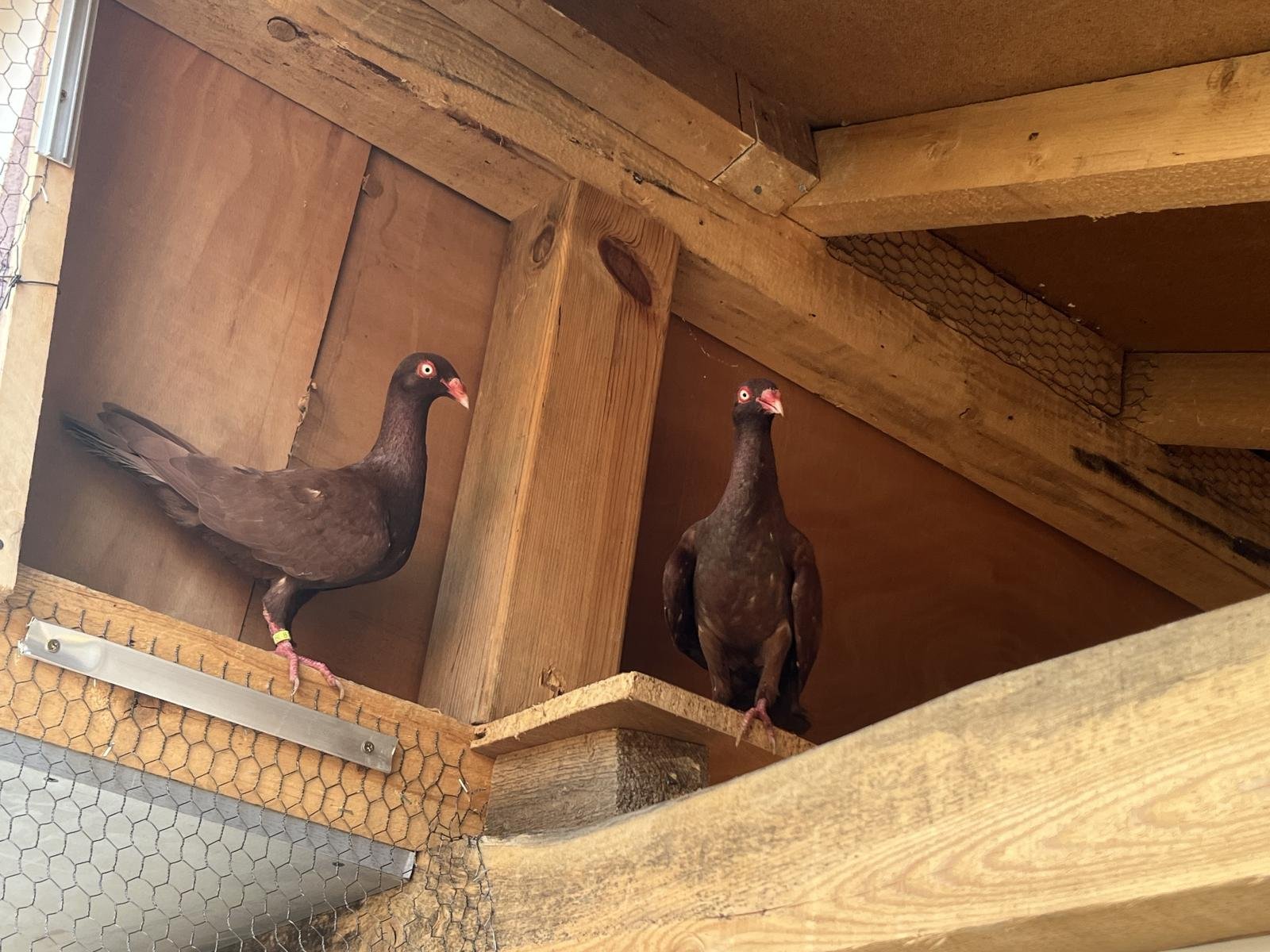 Снимка на гълъб