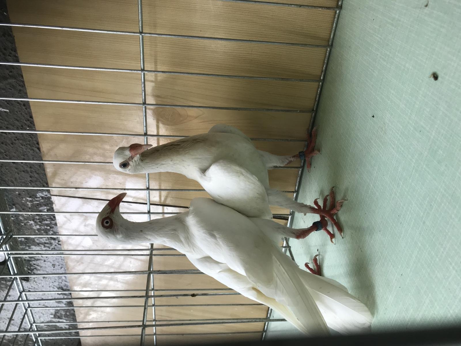 Снимка на гълъб