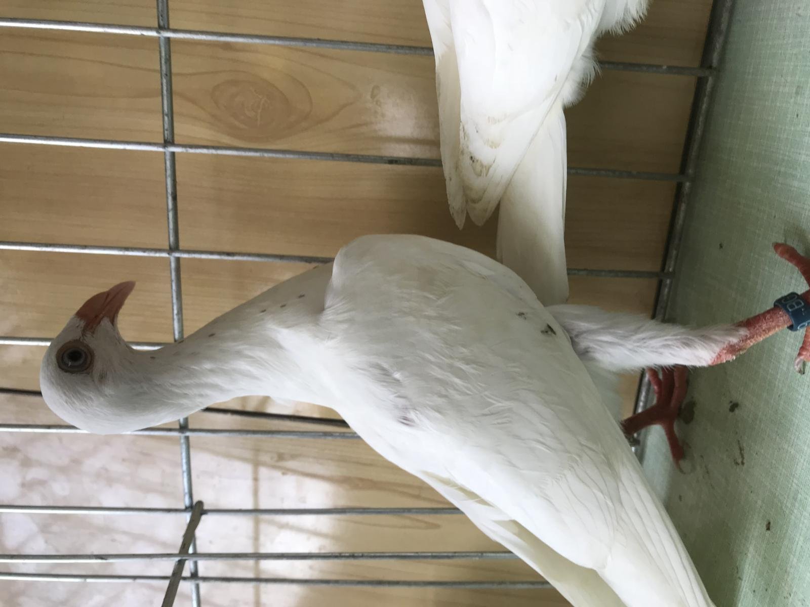 Снимка на гълъб