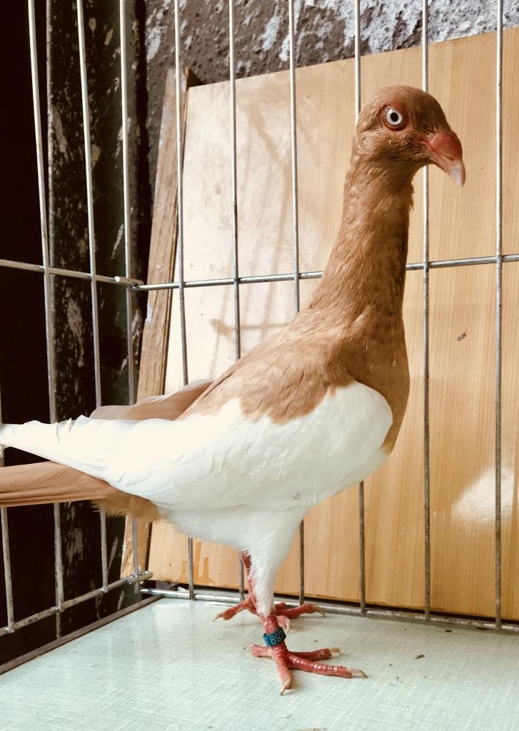 Снимка на гълъб