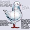 гълъб