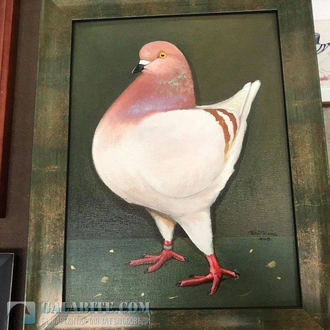 гълъб