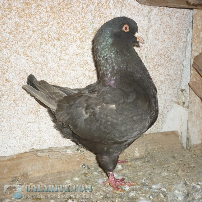 гълъб