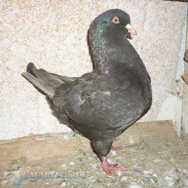 гълъб