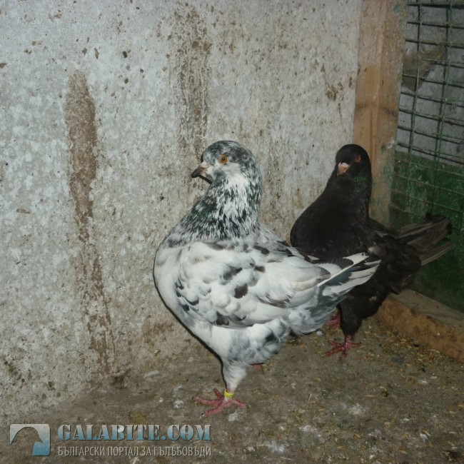 гълъб