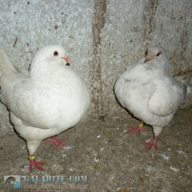 гълъб