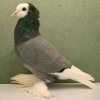 Снимка на гълъб