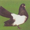 гълъб