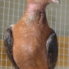 гълъб