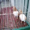 Снимка на гълъб