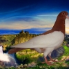 гълъб