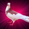 гълъб