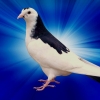 гълъб
