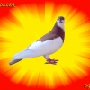 гълъб
