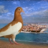 гълъб