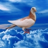 гълъб