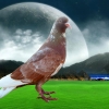 гълъб