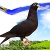 гълъб