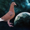 гълъб
